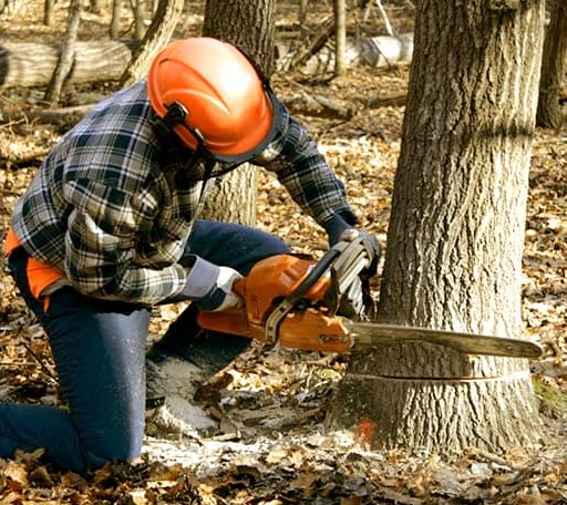 Tree Removal in Milton, NC